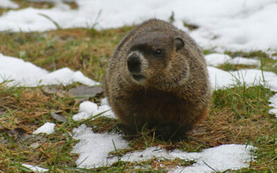 Word for the Week — February 2, 2026