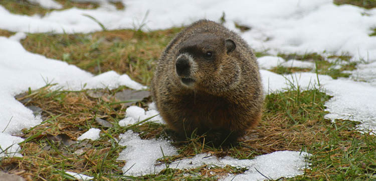 Word for the Week — February 2, 2026