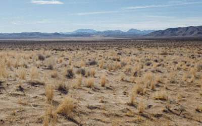 Word for the Week — January 12, 2026