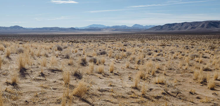 Word for the Week — January 12, 2026