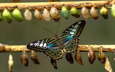 Word for the Week — June 15, 2026